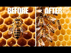 Inside a Bee Colony: Nature’s Real Superorganism