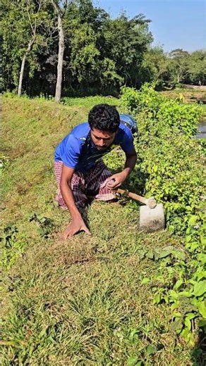 A snake's head emerged from the forest.