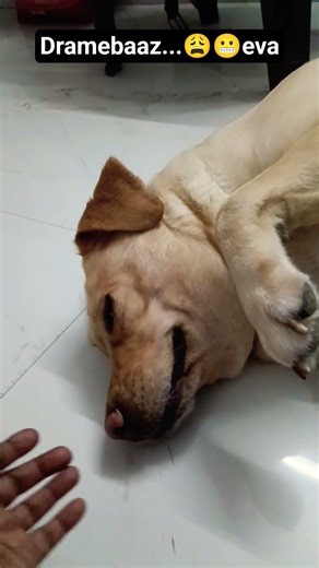 Humko chu chu wala chappal chahiye🩴😩 #funnydog #dog #comedy #labrador #evaaurmumma #shorts #youtube