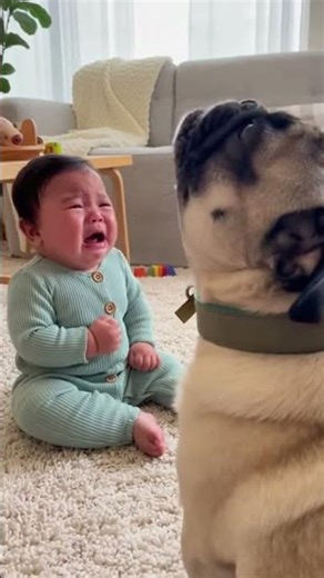 Baby Starts Crying… The Pug Howls Back to Comfort Him 🐶