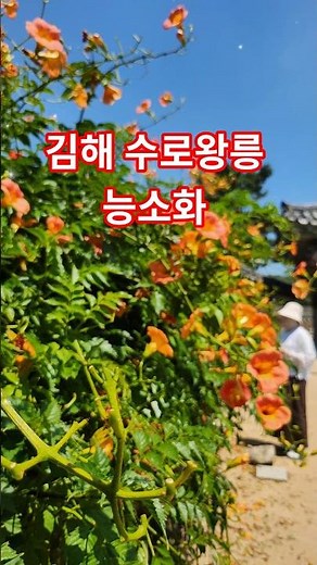 경남김해여행, 김해 능소화명소 수로왕릉 힐링산책. #김해여행 #김해가볼만한곳 #수로왕릉 #김해능소화 #봉리단길 #힐링산책 #시니어여행 #걷기좋은곳 #사진명소 #사진찍기좋은곳