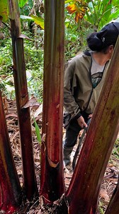 1.5M views · 4.9K reactions | Ok kaayu oi | Jonie Awanon | Facebook