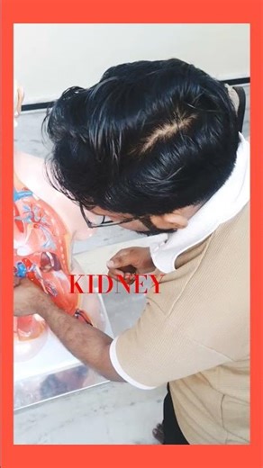 KIDNEY MODEL #science #whowillbemylifepartnerta #education #humananatomy #humanbody