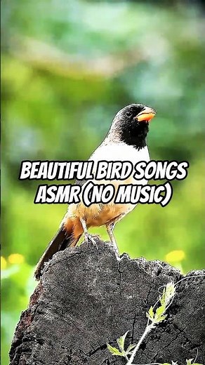 Beautiful Bird Songs (No Music)
