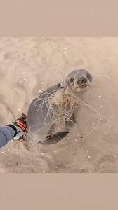 5.5M views · 180K reactions | Crank ya sound  high five to Ocean Conservation Namibia! | Ozzy Man Reviews | Facebook