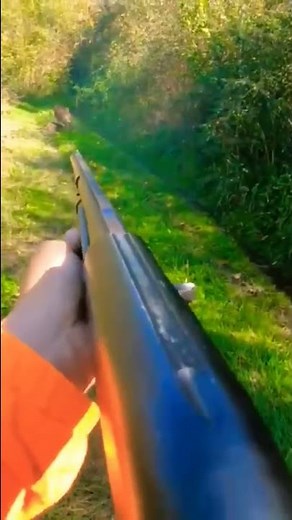 #hunting #nature #wildboar #hog #hounds #dog #pig #shotgun #benelli #m2