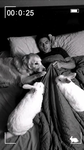A Golden Retriever and a pet rabbit are near the owner preparing to sleep.
