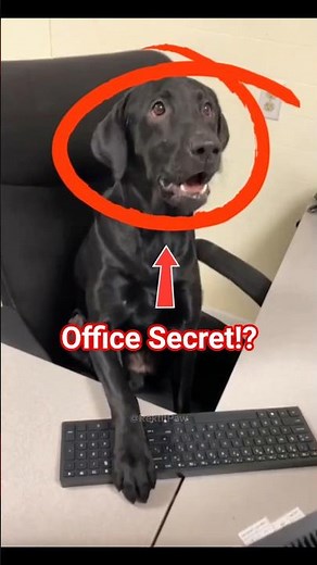 Top 4 Dogs Who Think They’re Human 😭 #1 Will Shock You! #FunnyAnimals #CuteAnimals #Shorts