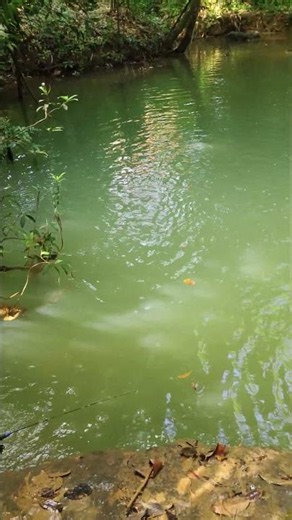 #fishingadventure #mancing #fishing #mancingmania