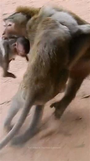 142K views · 1.3K reactions | OMG! Big male monkey attacks orphan baby Lizza hard, Caca bites big male monkey to save orphan Lizza# | Monkey history 2024 | Facebook