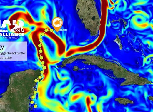 Peggy The Turtle Heads Back To America For Mating Season Peggy the Loggerhead turtle is on her way to the U.S.A., and Belizeans are cheering her on in real-time. Peggy was tagged in 2023 by the environmental NGO, MarAlliance. She is one of three turtles, and the only female, currently being tracked and observed as they navigate through their migration period for mating season. Kirah Foreman Castillo, National Coordinator of MarAlliance, told us that tracking the movements and habits of these tur