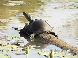 Indian softshell turtle - Alchetron, the free social encyclopedia