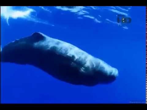 Documentário: Oceanos