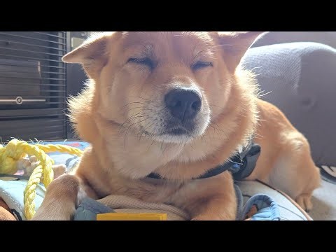 今日もかわいいオイヌ様(雑種犬)