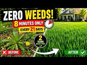 The 8-Minute Lawn Routine I Do Every 3 Weeks — ZERO Weeds for 2 Years Straight