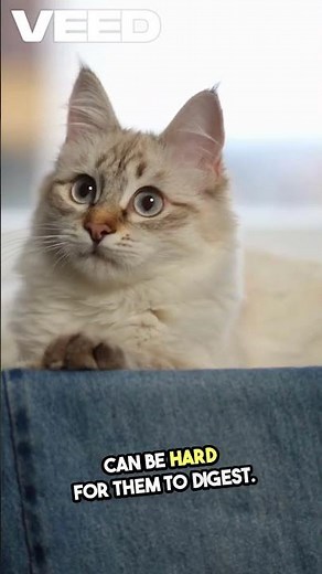 Can Cats Eat Bananas? 🍌🐱 Safe or Dangerous? What Every Cat Parent Should Know!