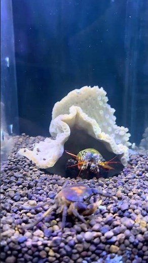What Happens When a Mantis Shrimp Attacks a Crab?