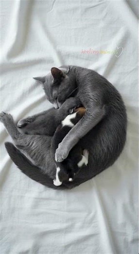 💖 Mother Cat Embraces a Puppy Series #13 Healing Animals #shorts