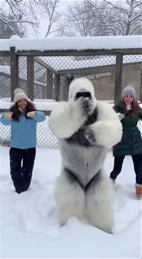 Audience Goes CRAZY 😳 | Gorilla Dancing with Woman LIVE