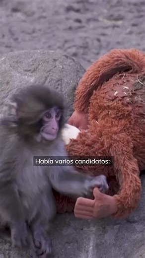 📹🐒 Punch, el monito bebé abandonado encuentra consuelo en un orangután de peluche | El País