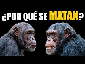 Chimpanzee Civil War? Uganda's Bloody Conflict (2026)