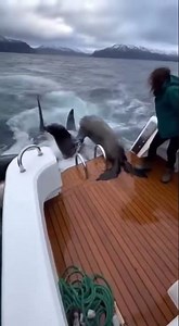 Sea Lions Escape Predators By Crashing Onto The Stern Where A Woman Stands