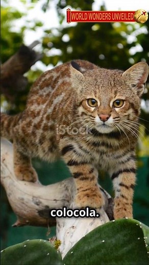 The Mysterious Pampas Cat: Nature's Enigmatic Feline! #wildlife #animals #cat #facts #nature