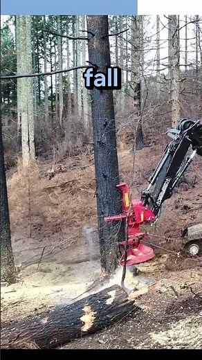 Feller buncher a master of tree cutting 🌲