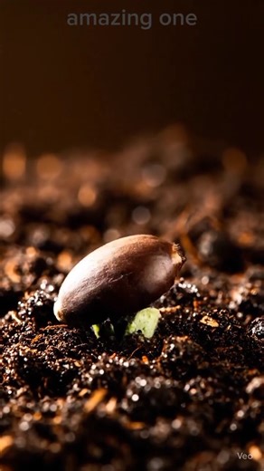 Siklus hidup tumbuhan dalam waktu singkat #shorts