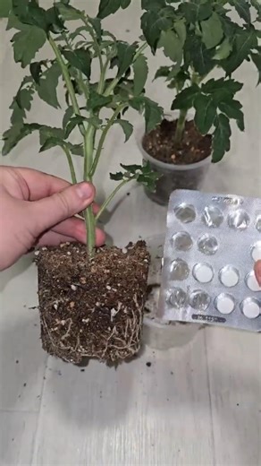 МАЛО КТО ЗНАЕТ ЧТО РАССАДА ТОМАТОВ ВСЕГДА БУДЕТ НИЗКАЯ, коренастая и толстая