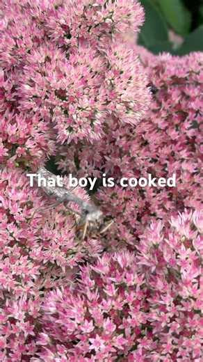 Praying mantis VS bumble bee