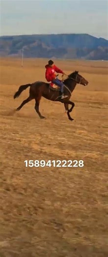 How horse breeding and training work Daily Work