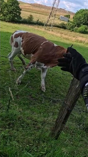 Cow is afraid of my E-Ride 🐄⚡ #eride #eridepro #surron #talaria #emoto