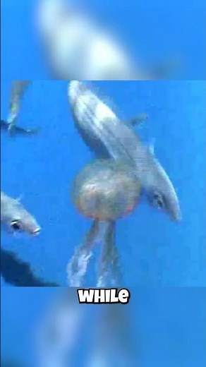 The Fish Named "Boops Boops" (Real!)