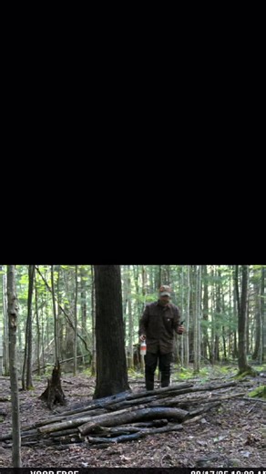 Huge Michigan black bear in the upper peninsula, size comparison to human. #archery #hunting @moultrieproducts @corymerryman | BowHunterPlanet.com