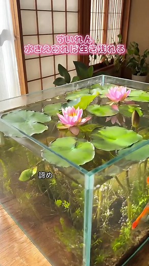 室内で育てる水辺のスイレンの魅力