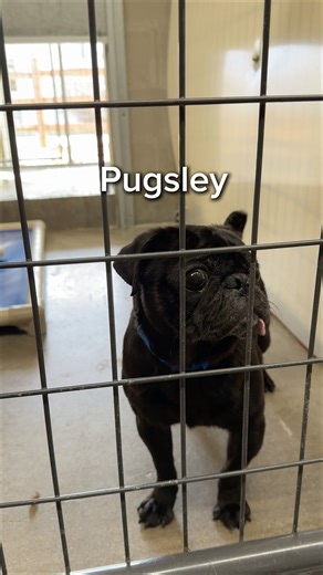 When we say we have something for everyone here at NMDR… we really mean it. 😄 Big dogs, small dogs, young dogs, senior dogs. Every breed, every size, every personality you can imagine — and probably a few you can’t. Looking for a polar bear? A horse? A sweet little old lady? Something oddly specific you never thought you’d actually find? “Oh yeah… we actually have the perfect thing for you.” 👉🐶 And don’t worry — despite rumors, Pugsley definitely has more than one brain cell. He might even ha