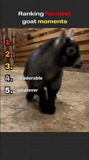 Ranking the 5 Funniest Goat Moments 🐐😂 #shorts