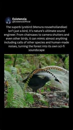Superb Lyrebird : Nature’s Most Advanced Vocal Mimic