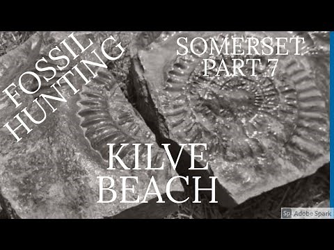 FOSSIL HUNTING SOMERSET PART 7