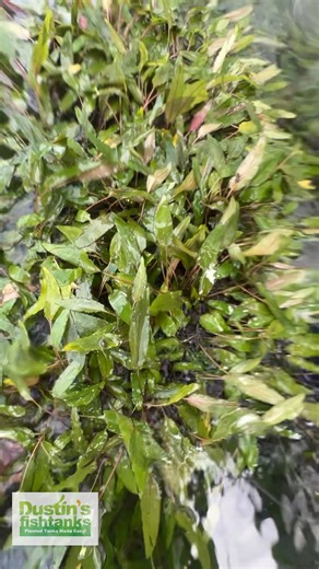 3.7K views · 42 reactions | "Crypt Hole" Co mbo Get 4 POTTED Crypts...