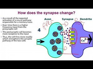 LTP - VCE Psychology