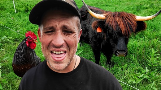 More cattle and chickens produce unexpected farm problems