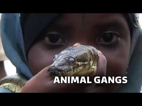 The Terrifying Animal Gangs Of Nigeria | True Lives