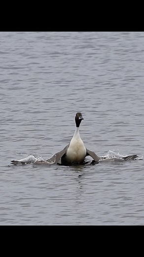 10K views · 165 reactions | Beautiful pintail duck takes off in flight super slow-motion!!! #beautifulanimals #birds #wildlife #canonr1 #ducks | samrinophotography | Facebook