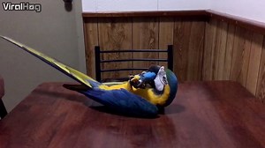 68K views · 676 reactions | Bubba Cyan is just a doggie at heart | ViralHog | Facebook