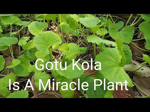 Gotu Kola Is A Miracle Plant