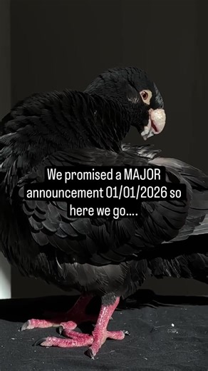 Visit Moose's Flock: Expanding Pigeon Rescue in SoCal