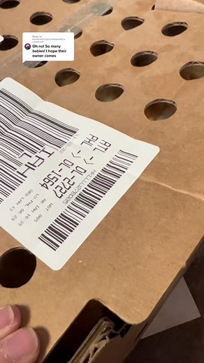 Post Office Chickens: A Story of Rescue, Safety, and Freedom