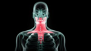 clip-1105740523-human-neck-bone-muscle-system-anatomy-3d